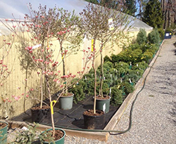 pequotplantfarmshrubs.jpg