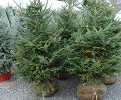 Christmas-Trees-planting.jpg